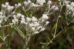 False fennel